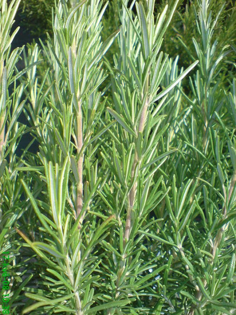 Rosemary Plant - Rosmarinus officinalis - The dew of the sea