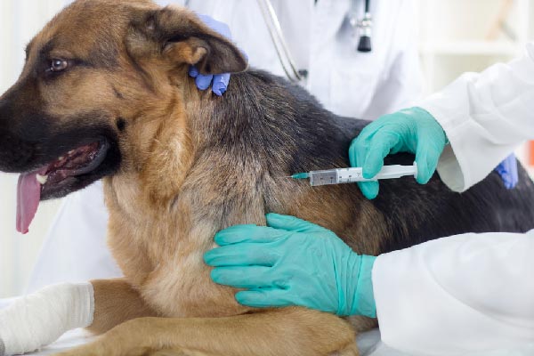 German-Shepherd-receiving-an-injection