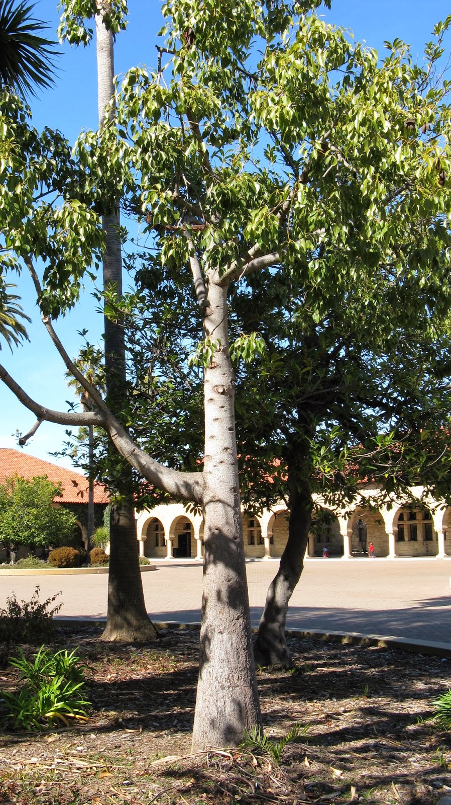 Trees of Santa Cruz County Brachychiton populneus Bottle Tree