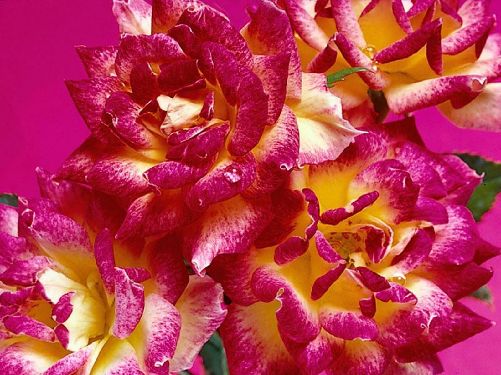 Wallpapernarium Flores Rosadas