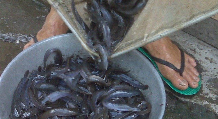 Jual Bibit Lele Sangkuriang Di Kebumen Hub 08111041161