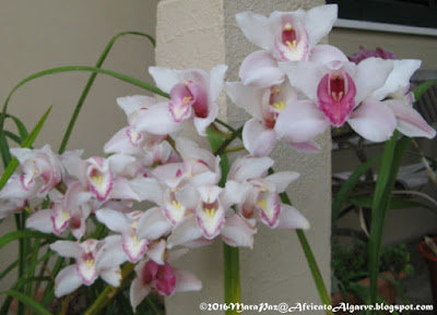 Cymbidium