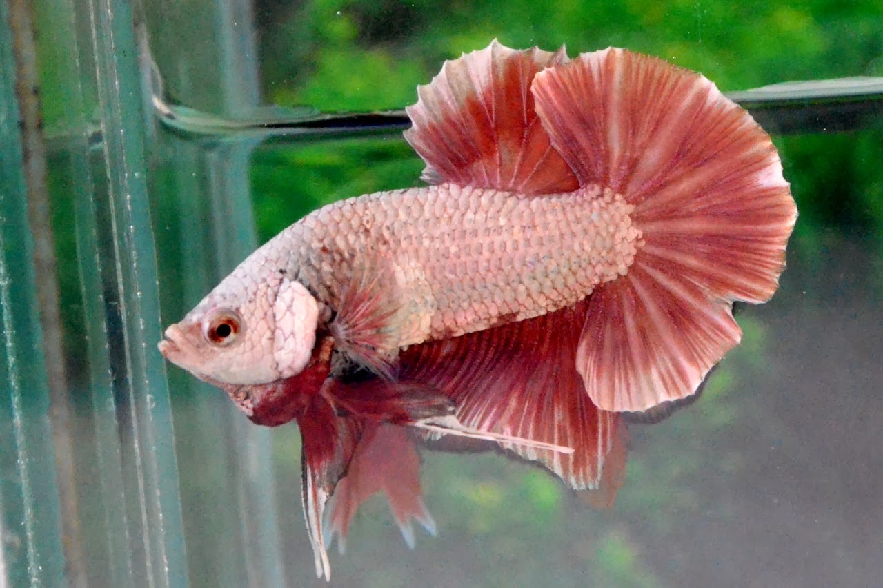 HMPK276 Red Dragon Plakat ! Betta 138