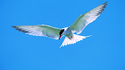 birds bird awesome flying species anime wallpapers lovely hungary prussia axis hetalia wal austria birdcage powers germany boys various