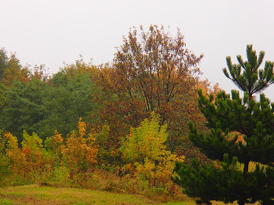 Jesienny spacer, UJ, kolory jesieni, czubajeczka cuchnąca - Lepiota cristata,  czernidłak kołpakowaty Coprinus comatus