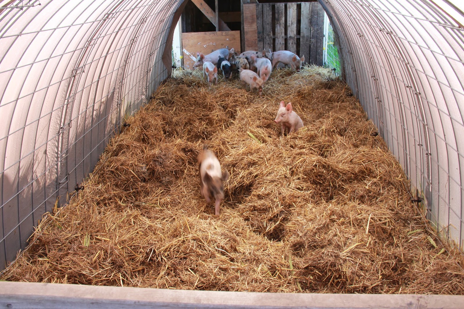 Oracle Farms at Delphi Deep Litter Bedding, Week two update