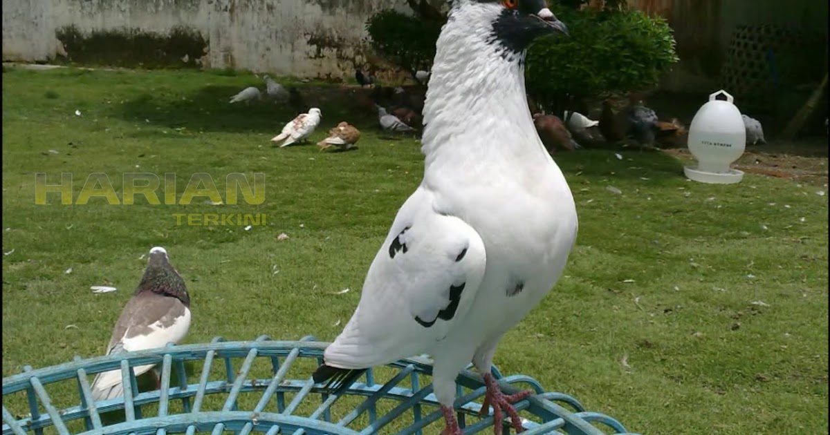 BURUNG MERPATI, LEBIH DARI SEKEDAR HEWAN PELIHARAAN