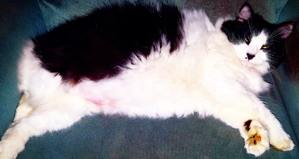 Purina Pro Plan Focus From Chewy Com Wrapped Up N U