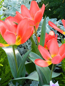 Red tulips Allan Gardens Conservatory 2015 Spring Flower Show by garden muses-not another Toronto gardening blog 