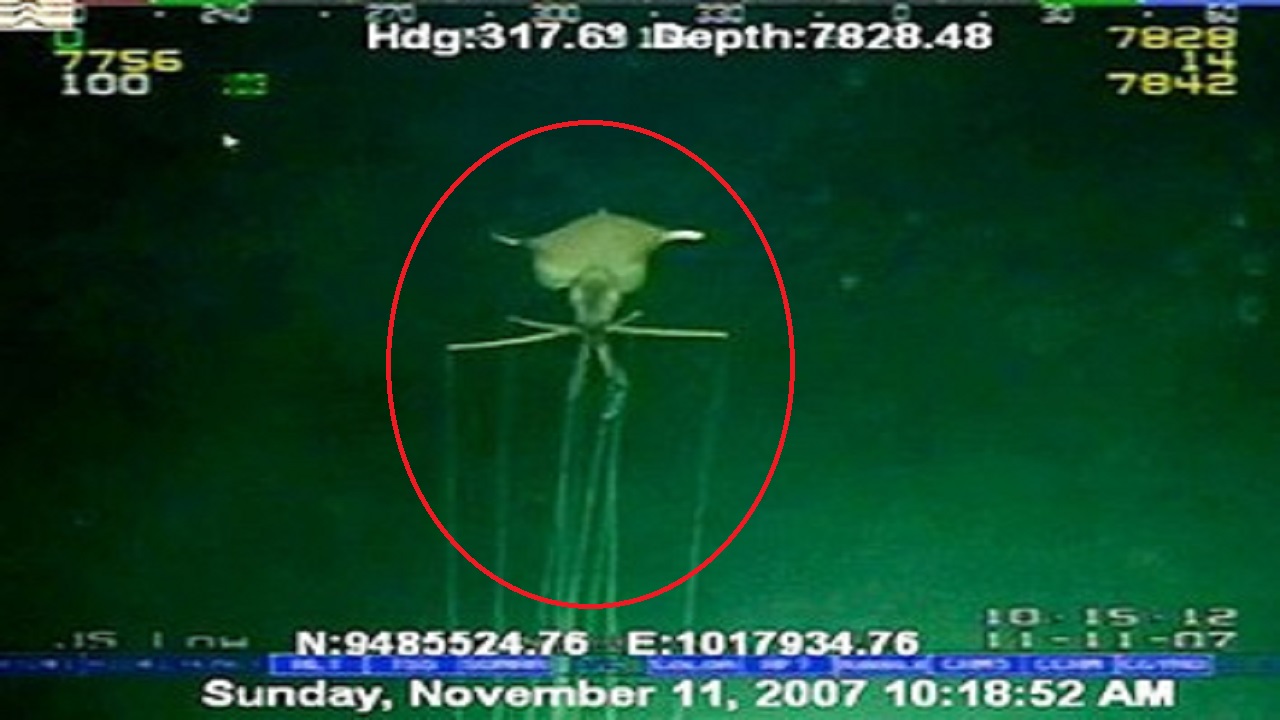 Deep Sea Alien Creature Captured On Video? for strange deep sea creatures video
585eri Deep Sea Alien Creature Captured On Video? for strange deep sea creatures video
585eri
