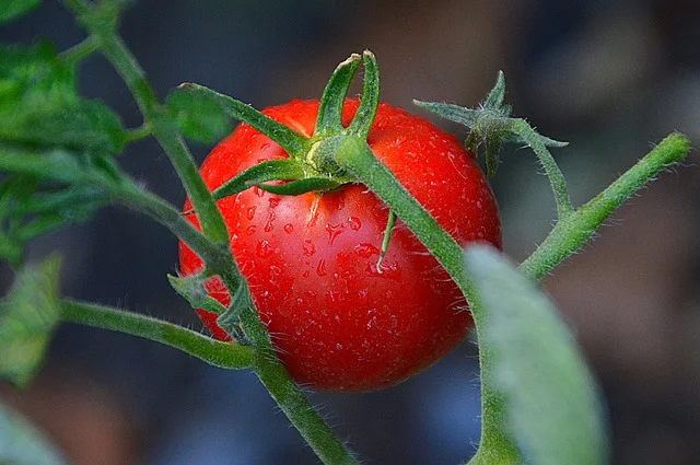 La tomate a la pépinière