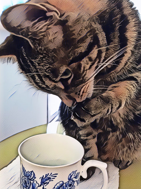 cat drinking from a mug