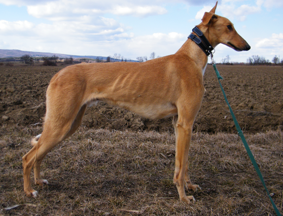 2012_0228hunor0150.png