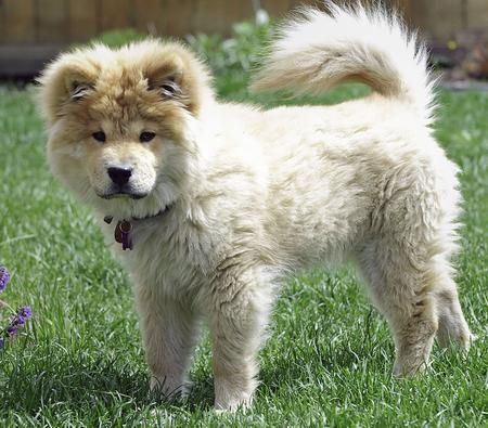 Mistura de poodle com chow chow Clearance