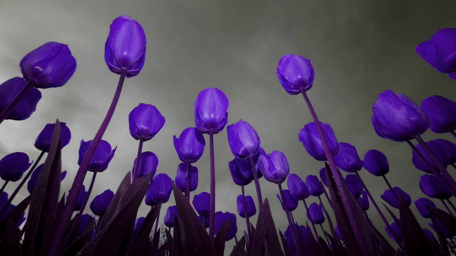 Dark Blue Tulips and Dark Sky HD Wallpaper | HD Nature Wallpapers