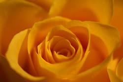 yellow rose roses wallpapers backgrounds background desktop flowers flower admin pm posted