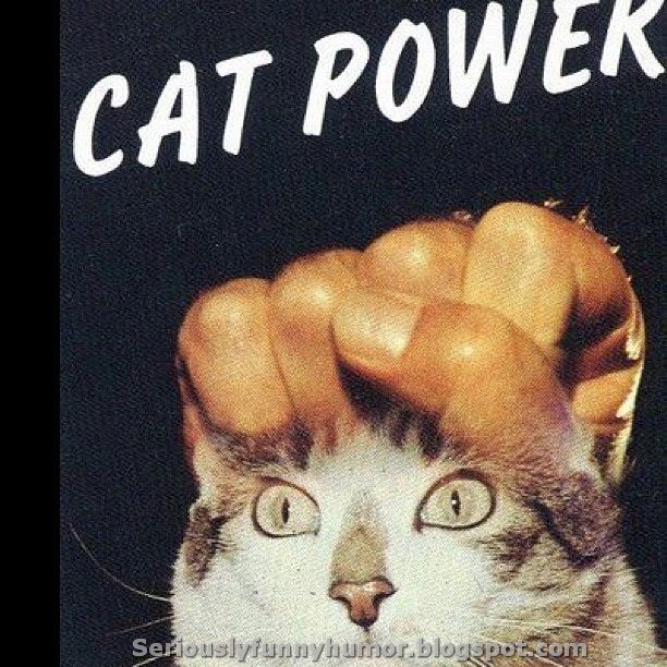 Cat Power | Seriously Funny Humor