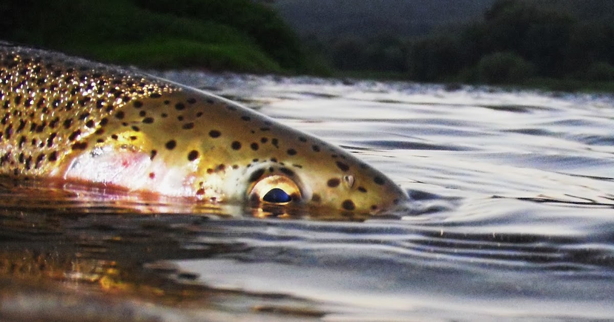 Cross Current Fishing Summer on the Upper Delaware River