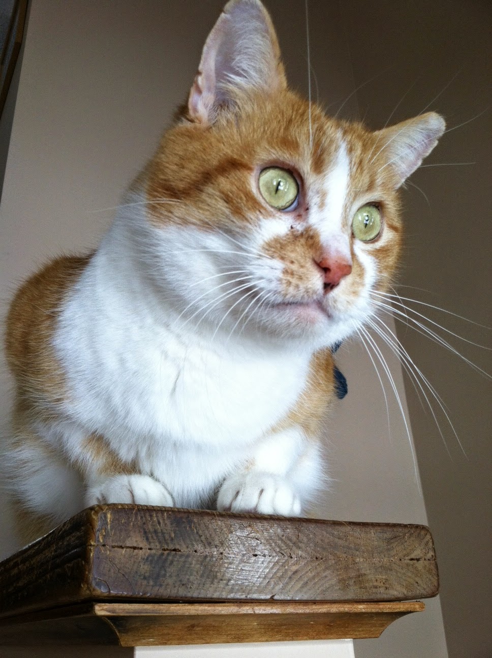 The Status Quo Calico Ollie's Story