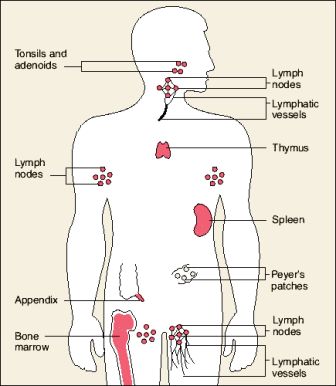 What are the systems of the human body? 11 Human Body Systems and