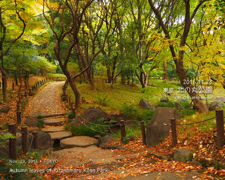 北の丸公園のもみじ山の紅葉