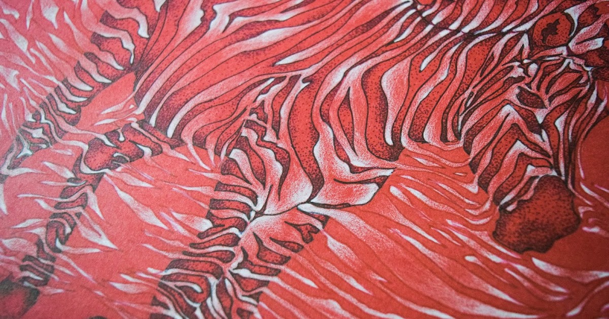 zebra | The Red Pencil Box