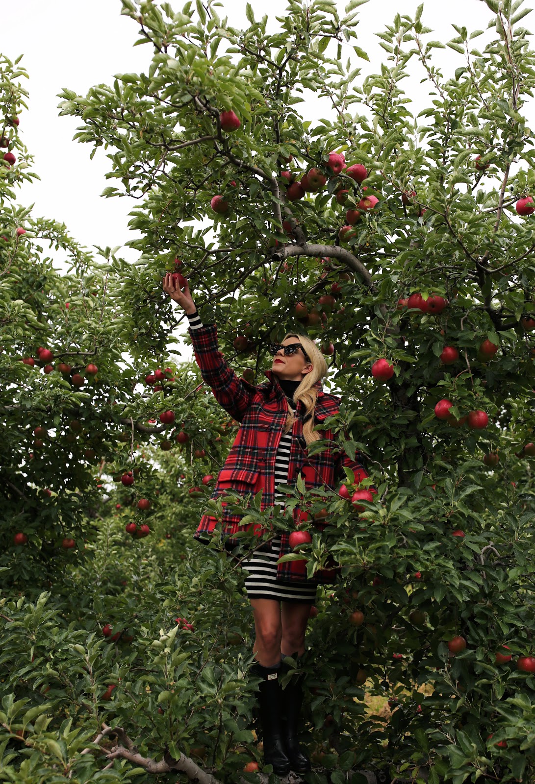 apple picking // fall AtlanticPacific