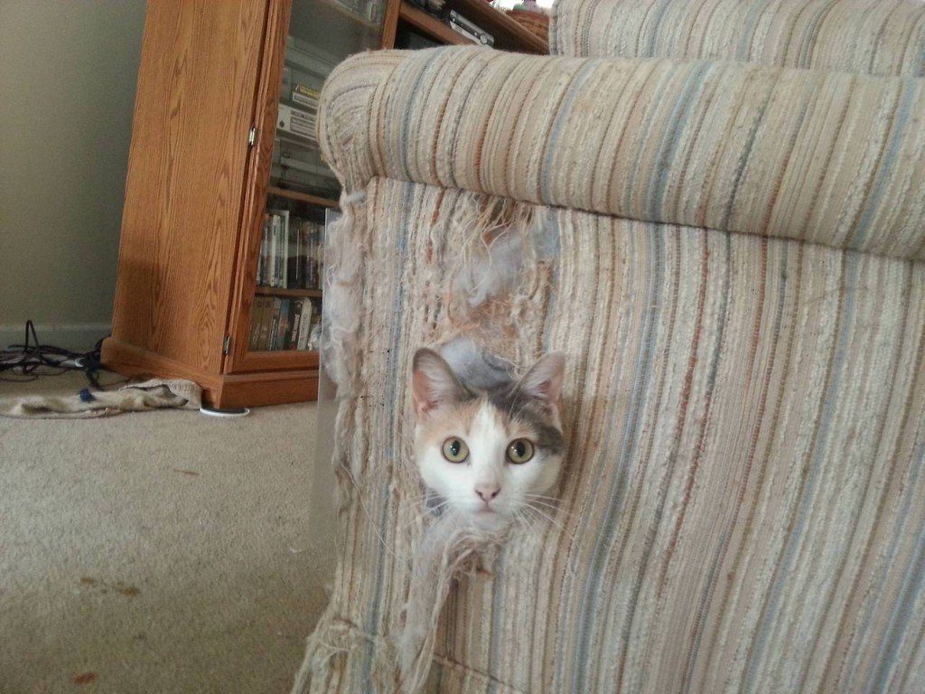 Como manter seu sofá a salvo dos seus gatos - Diário da Ruiva