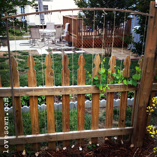 Upcycled String Trellis Love Sown