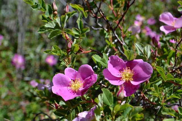 wild roses