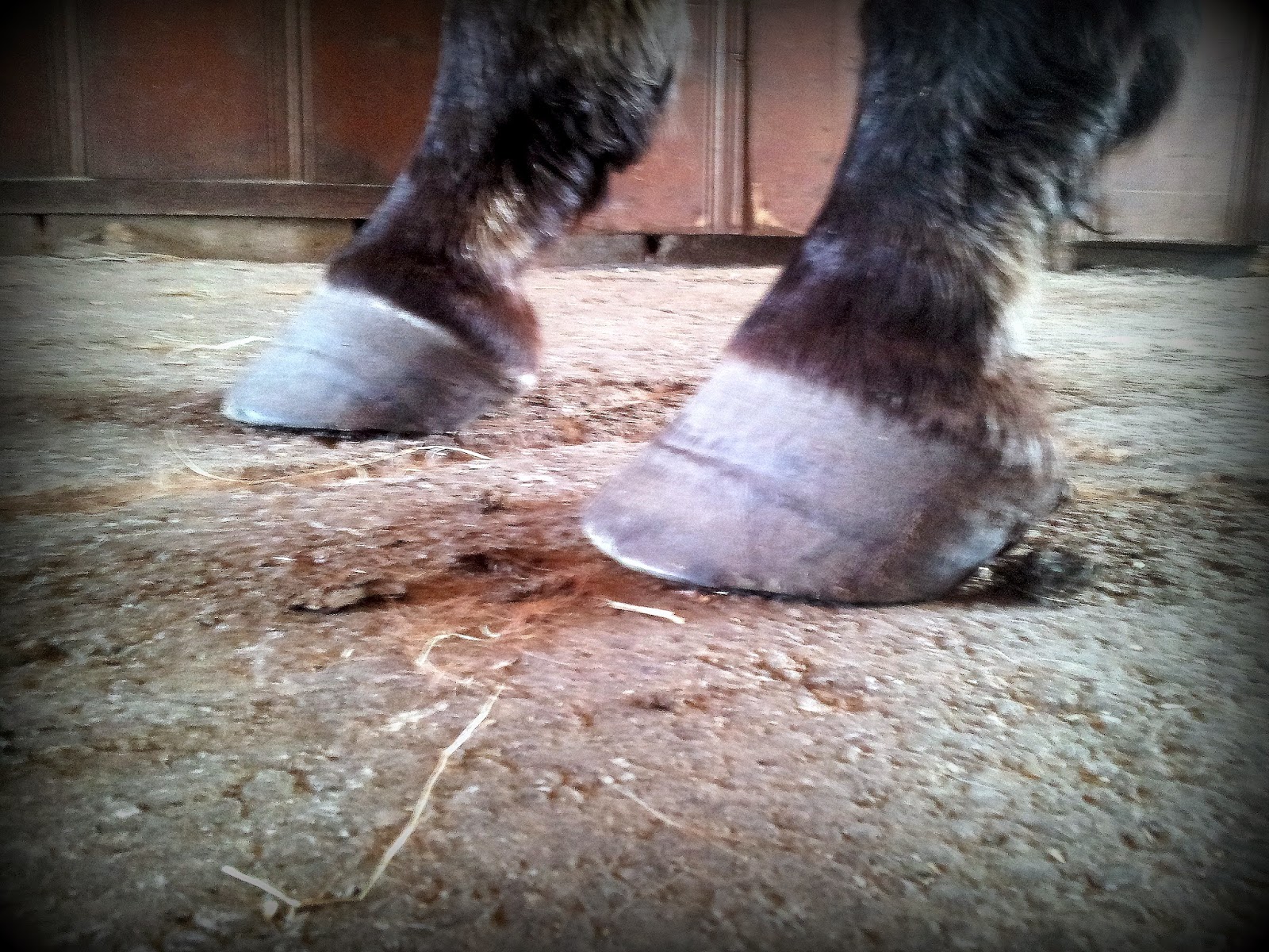 Event Lines on Hooves Hand Gallop