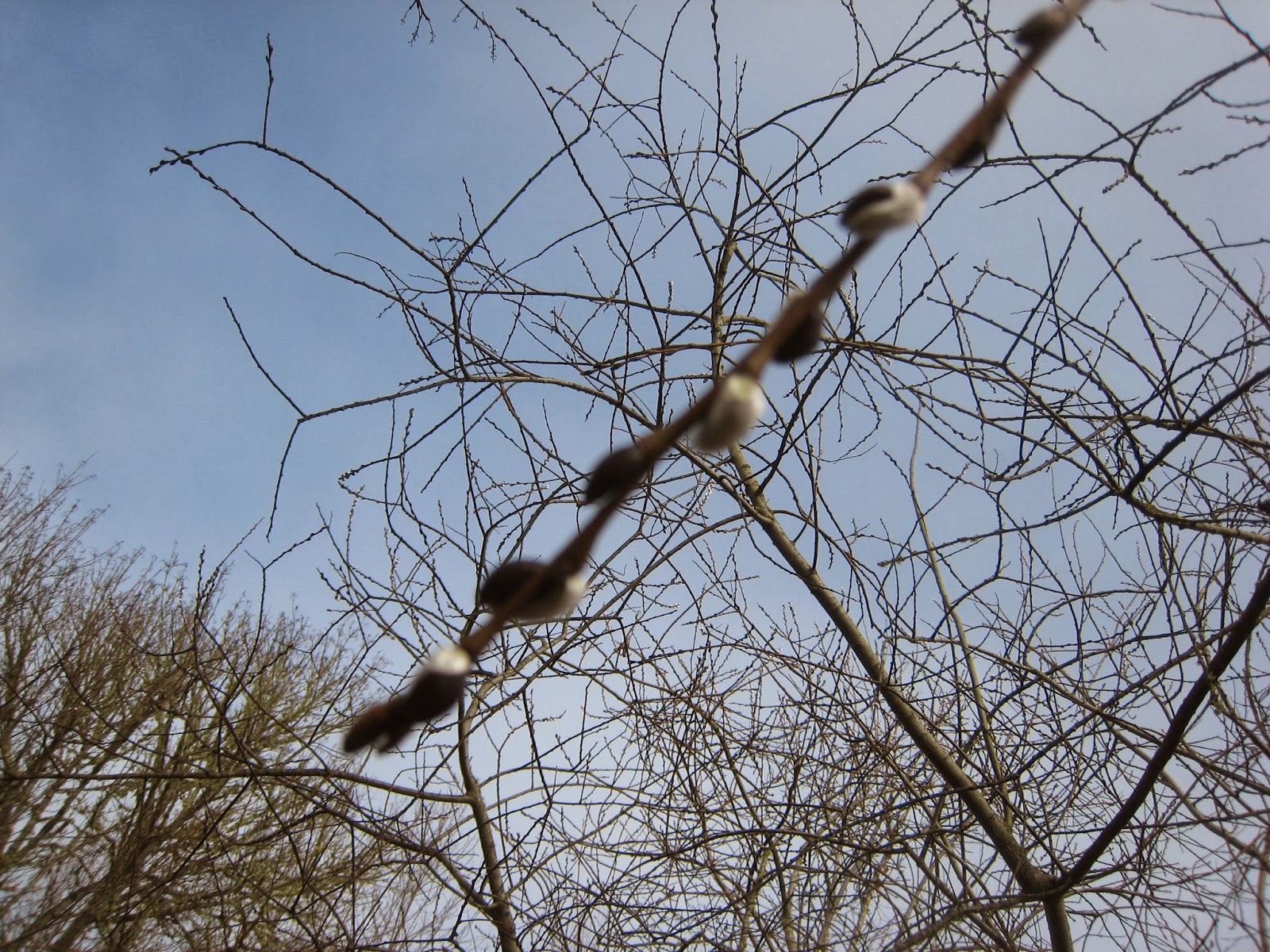 Dreaming A Beautiful World Willow Tree Medicine