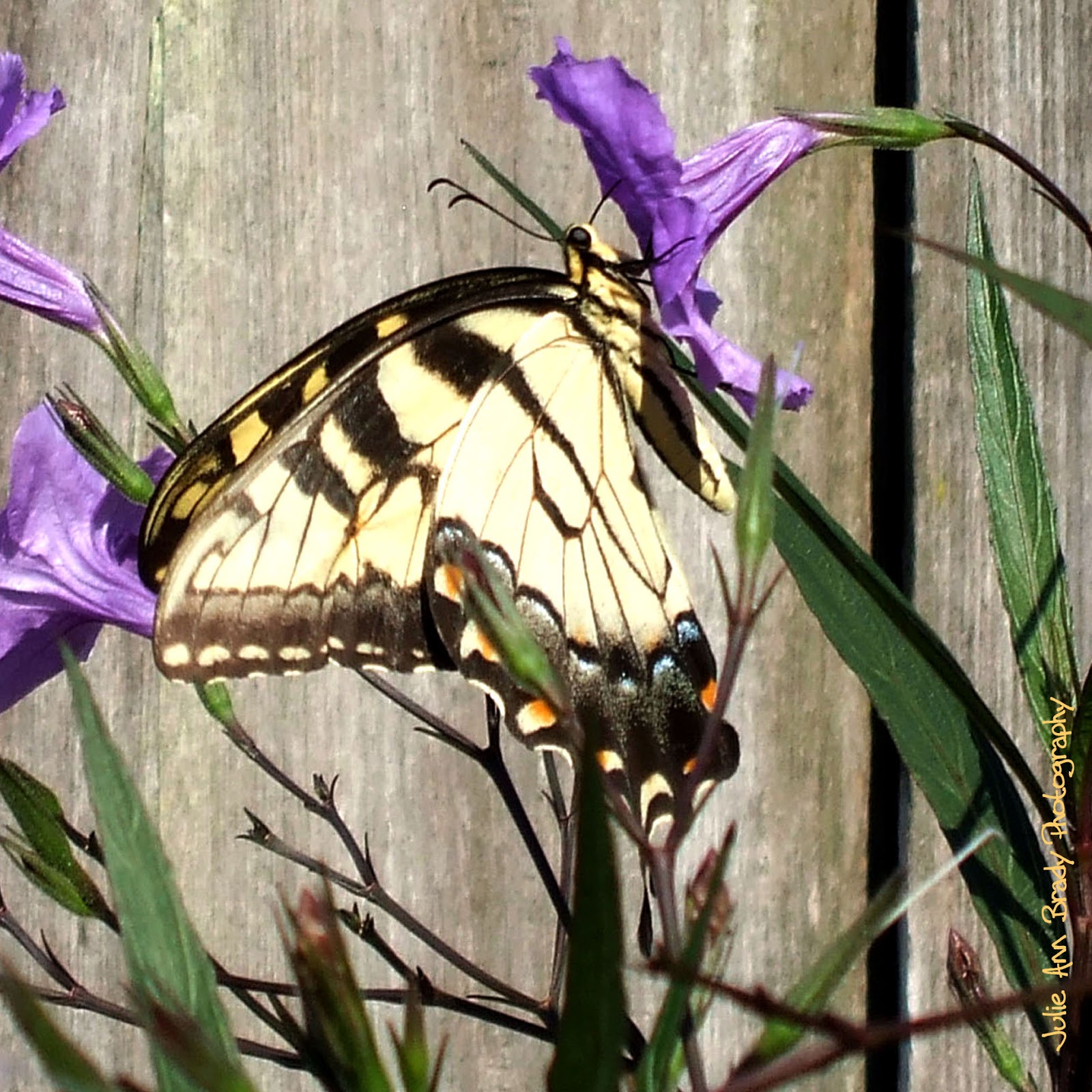 Julie Ann Brady : Blog On: Eastern Tiger Swallowtail Butterfly