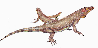 Nyctiphruretus