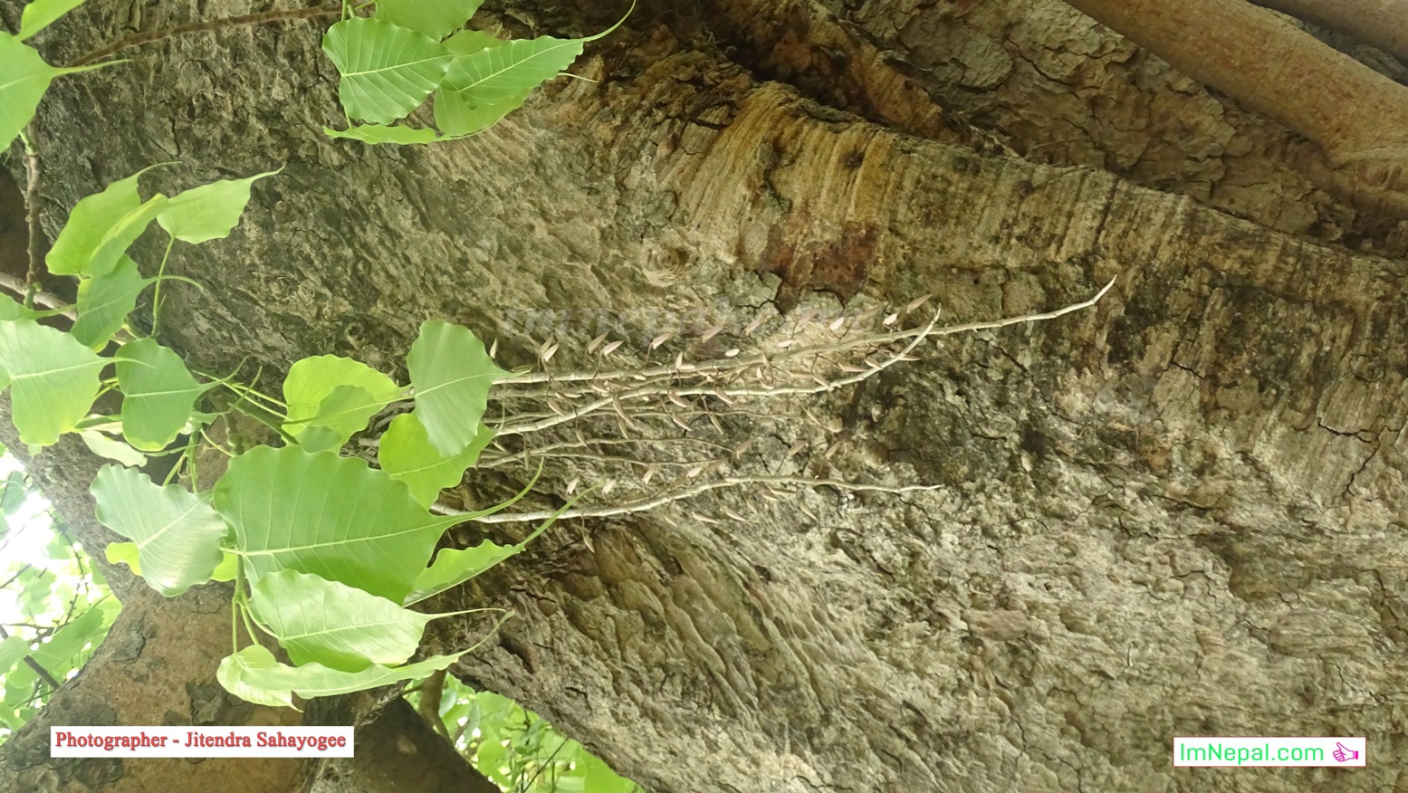 Images of Amazing Flowers in Ficus Religiosa Tree Bloomed Like Garland in Siraha, Nepal Images of Amazing Flowers in Ficus Religiosa Tree Bloomed Like Garland in Siraha, Nepal