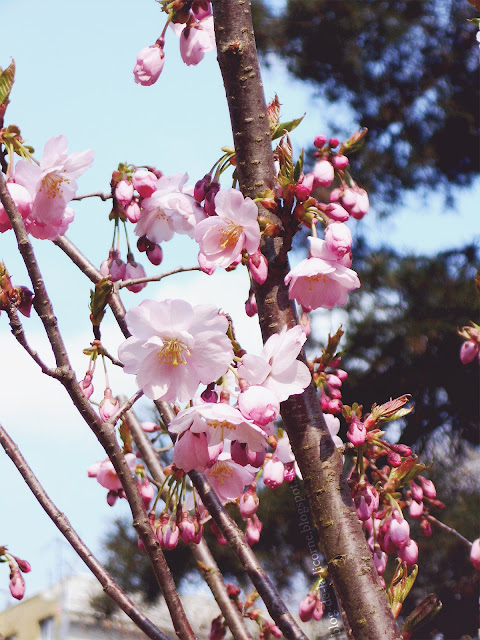 22 reasons why I simply love spring / 22 dôvodov prečo jednoducho milujem jar