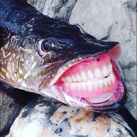 Gambar Ikan Lucu