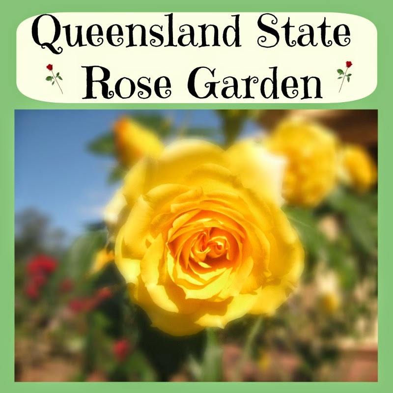 Going Grey and Slightly Green Queensland State Rose Garden