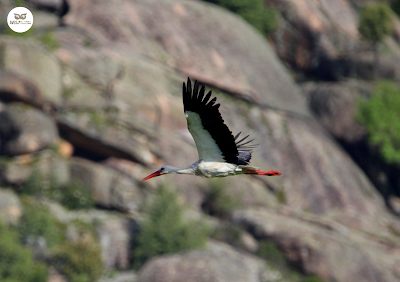 Cigüeña blanca (Ciconia ciconia)