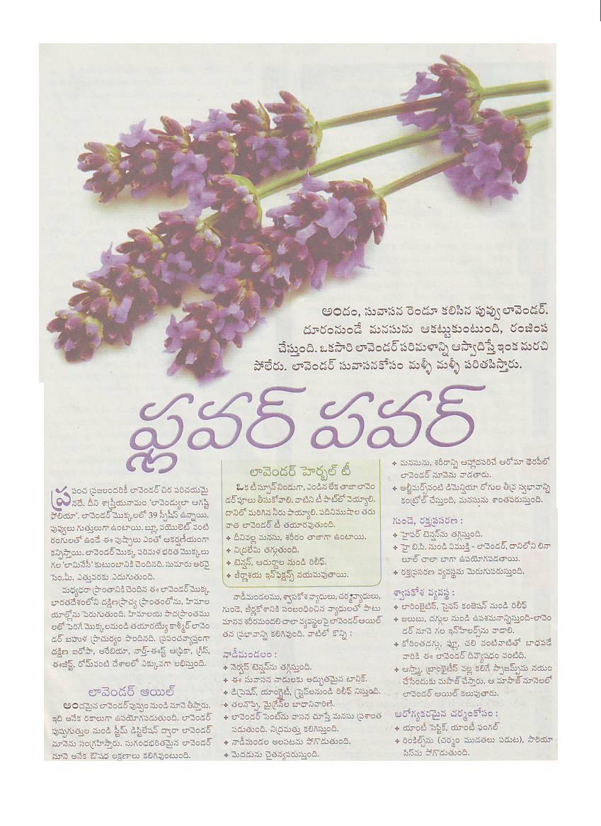 AYURVEDAM ఆయుర్వేదం LAVENDER FLOWERS HEALTH BENEFITS