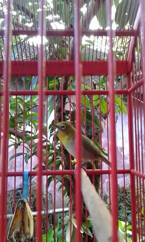 Pleci Montanus Gacor Pleci Montanus, Pleci Gunung, Pleci Kapur