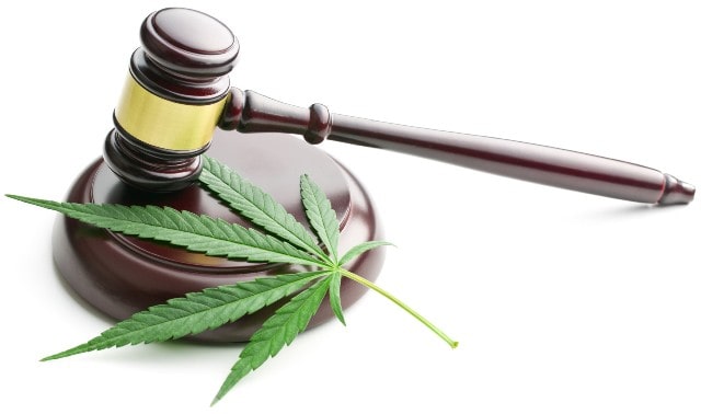 best places buy legal cannabis purchase pot get legalized marijuana grow plants