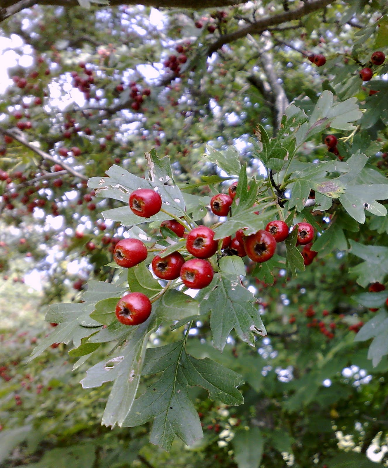 Árboles con alma Espino albar. Arç blanc. (Crataegus monogyna) Árboles con alma Espino albar. Arç blanc. (Crataegus monogyna)