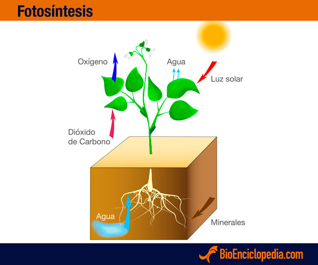 fotoscintesis