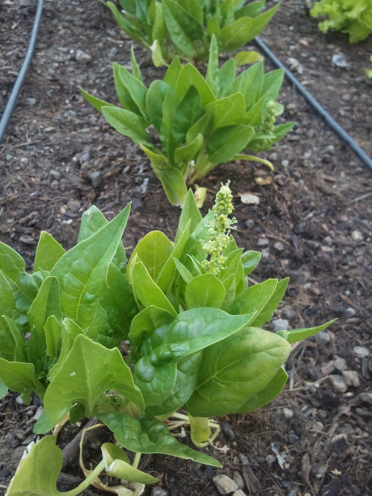 The Gnome Knows Best Hello Bolting Spinach