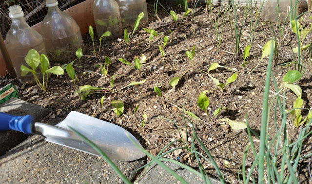 The foregroun has a paving brick path on which a small hand trowel with a blue handle is resting.  A bunch of chives is growing at the bottom right corner.  The recycled bottles can be seen at the top left of the photo. 