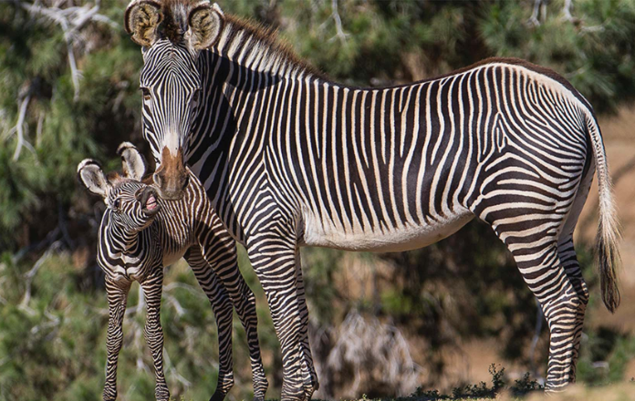Top 10 Beautiful Zebra Animals - ONLINESUBBAY