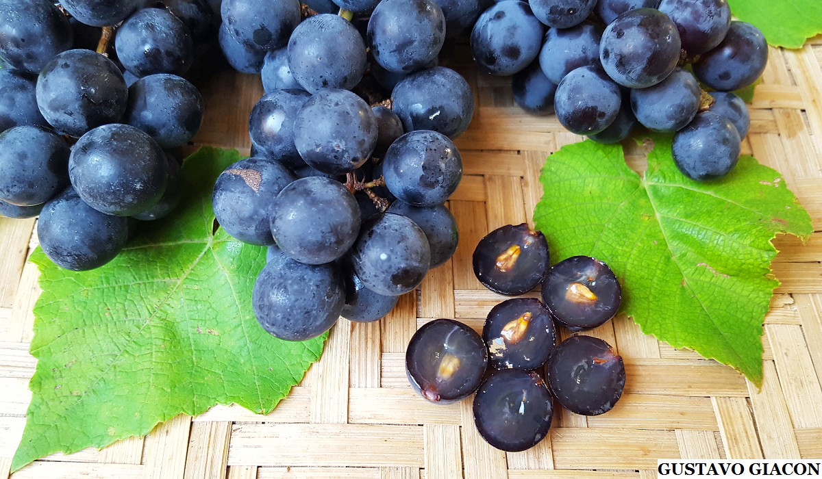 Viveiro Ciprest - Plantas Nativas e Exóticas: Uva Isabel Preta ( Vitis