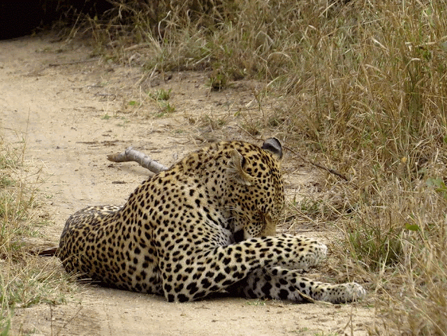 Leopard in Sabi Sand Game Reserve in South Africa