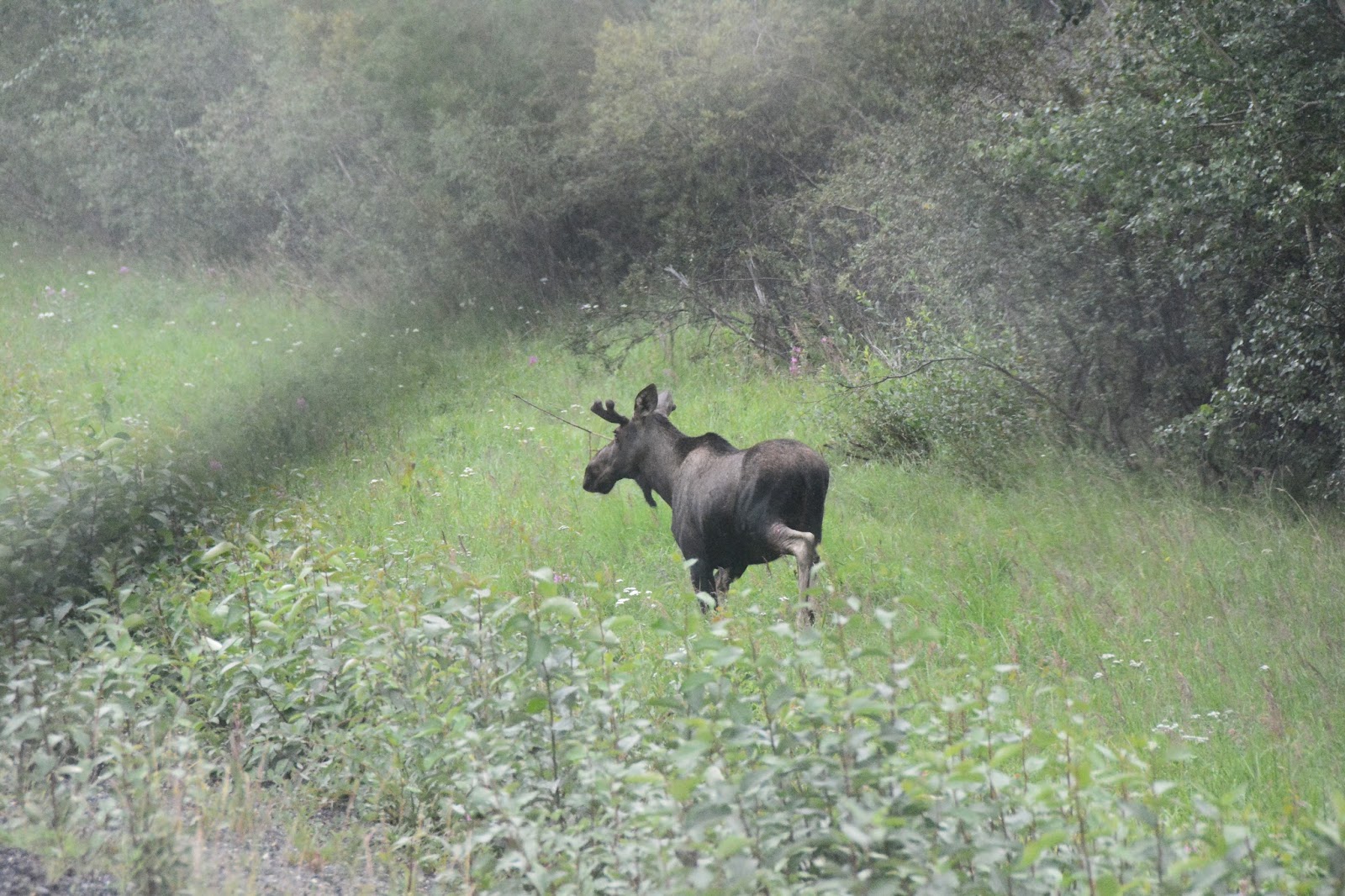 Travels On to Destruction Bay, Yukon from Tok, Alaska